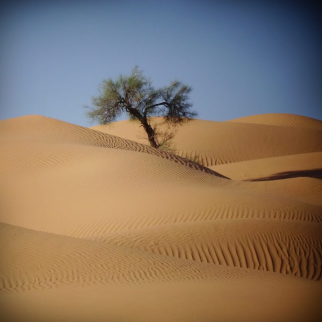 Arbre isolé dans les dunes.
