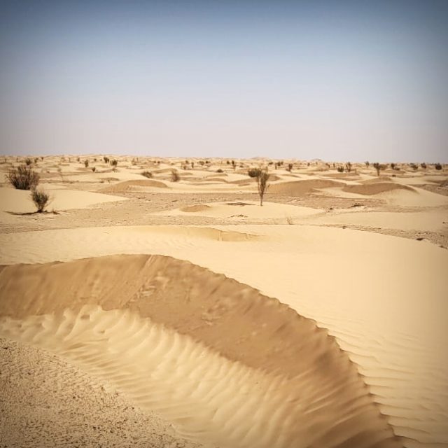 Paysage de dunes dans le désert du sud tunisien.